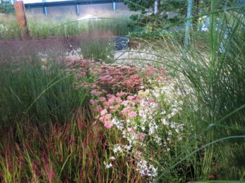 TASPO GARTEN-DESIGN | Neue Pflanzkonzepte mit Stauden