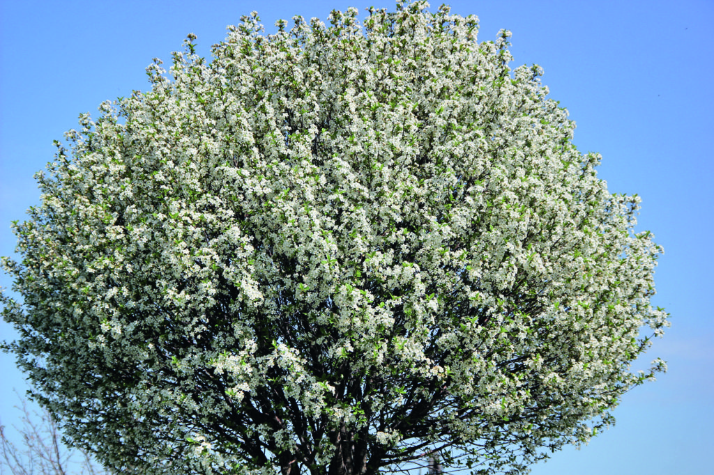 Die Kugelsteppenkirsche Prunus x eminens ‘Umbraculifera’ hat eine üppige Blüte. Fotos Reidenbach