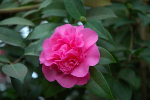 Kamelie Camellia japonica ‚Scentsation‘.
